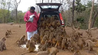 Невероятные Моменты с Животными, Снятые На Камеру!
