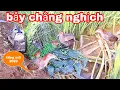 Download Lagu chia sẻ cách bẫy chim chằng nghịch,quốc hoa hiệu quả nhất của thợ bẫy chuyên nghiệp