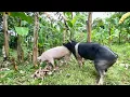 Father pig works You must see