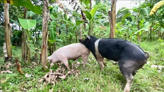 father pig works you must see wildboar breeding viral 