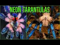 Download Lagu Top 10 COLORFUL Tarantulas - Beautiful Jewel Spiders