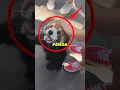 RED PANDA KICKED OUT