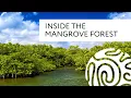 Inside the Mangrove Forest