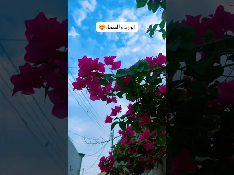 ‏أجمل مشهد 😍