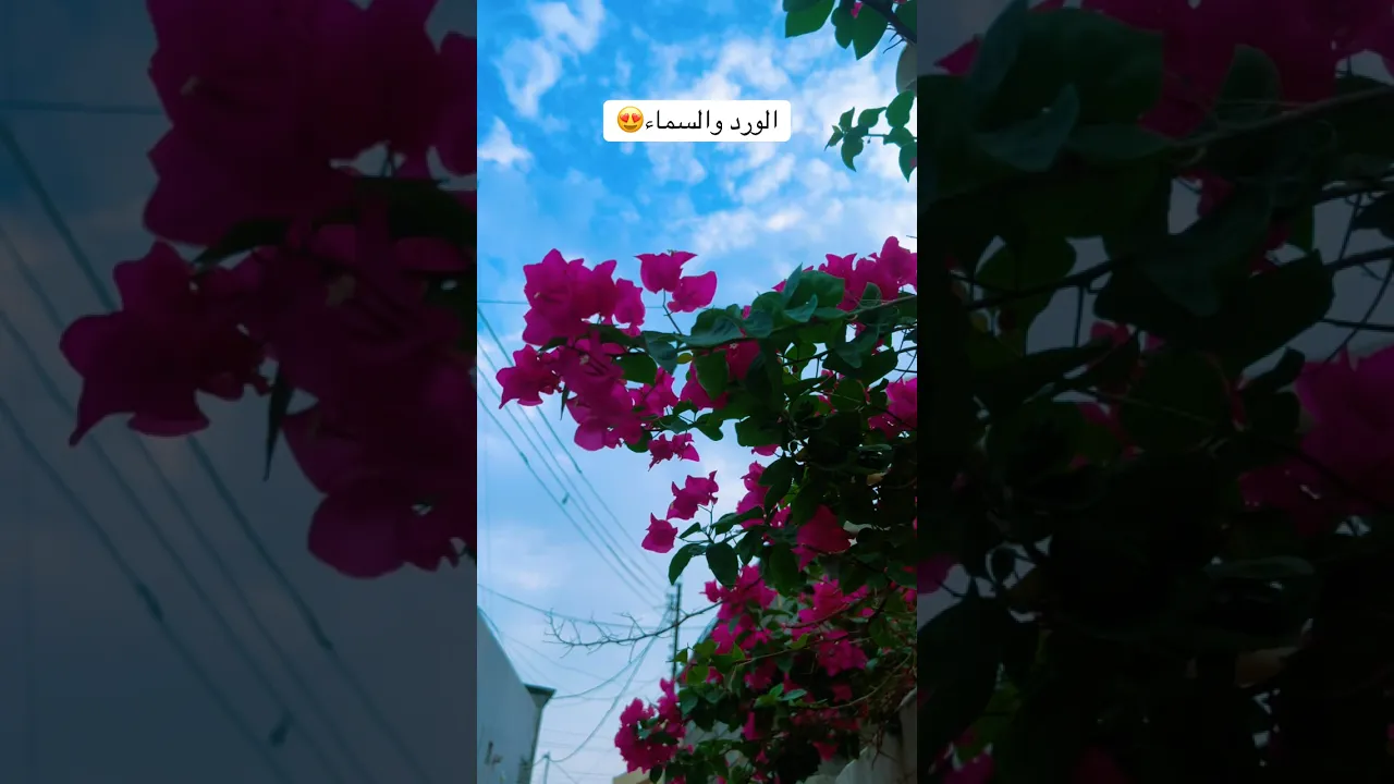 أجمل مشهد 😍