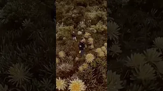 Discover The Páramo Ecosystem In Colombia A High Altitude Wonder 