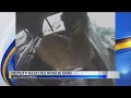 Calcasieu Parish Sheriff s Office arrest runaway emu