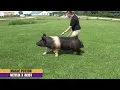 Magic Potion - Hampshire Boar