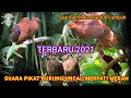 Download Lagu TERBARU 2021|SUARA PIKAT BURUNG UNCAL/MERPATI MERAH