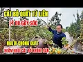 Lagu Bất Ngờ  Cảnh “ Chặt Bỏ”“ QUẤT TỨ LIÊN” Vì Không Bán Được Liền Cắt Bỏ Nhất Quyết Không Bán Rẻ