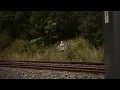 Download Lagu 6 Most Disturbing Forest Encounters Caught on Camera