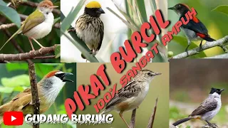 Download kumpulan suara pikat burung kecil/mp3 MP3