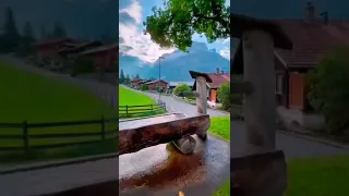 جيتك من عرعر دندنها