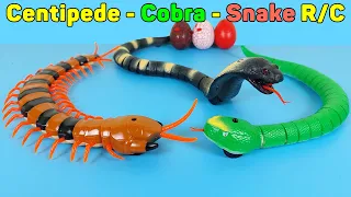 Download RC Centipede, Cobra, Snake Remote Control, Simulation And Rechargeable | Unboxing \u0026 Review MP3