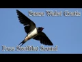 Download Lagu Suara Walet Gratis RATU WALET - Free Swiftlet Sound Calling