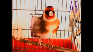 حسون مغربي خلوي ماشاء الله Maknin Maroc 