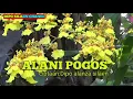 Lagu terbaru : ALANI POGOS