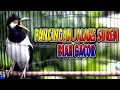 Lagu JALAK SUREN GACOR bikin bunyi  JALAK SUREN LAIN JADI BRISIK #jalaksuren