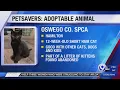 Petsavers Adoptable Animal 7-5-20