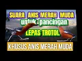 Memancing Anis Merah Muda agar mau Ngeplong, PANCINGAN Khsusus Untk Lepas Trotol