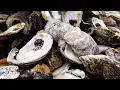 Historic San Leon reef restoration a first-of-its-kind project in Texas