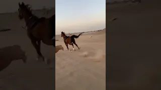 شاهد هروووب الحصان عن صاحبه   دندنها