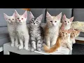 Maine Coon Kittens Growing Up Day 1 - 100