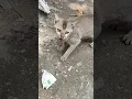 Download Lagu 𝐬𝐡𝐞𝐫 𝐛𝐚𝐧 𝐠𝐚𝐲 𝐛𝐢𝐥𝐥𝐢 🐯🐱//#𝐬𝐡𝐨𝐫𝐭 #𝐟𝐮𝐧𝐧𝐲 𝐯𝐢𝐝𝐞𝐨 🤣