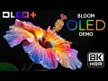 Download Lagu OLED TEST – Timelapse Flower Beauty in 8K HDR | Dolby Vision™