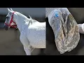 Satisfying Horse Hoof Trimming Restoration Process