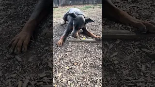 #fyp #dream #doberman #pets #youtube