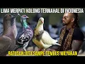 Download Lagu LIMA MERPATI KOLONG TERMAHAL DI INDONESIA || RATUSAN JUTA SAMPAI TEMBUS MILYARAN