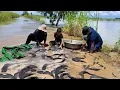 Download Lagu best hand fishing, top fishing videos - catching a lot of fish in the flood season at field by hand