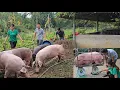 Giant pigs are sold for high prices Catch pigs and sell them to traders Ep 301