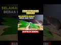 Download Lagu Cara mengusir tikus dari rumah paling ampuh #idekreatif #tutorial #tikus