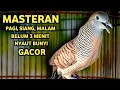 Download Lagu Perkutut Lokal Gacor Suara Paling Ampuh Untuk Pancingan Burung Perkutut Agar Bunyi‼️