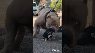 الكلب الطيب مين اللي قال كلب البيتبول شرسة 