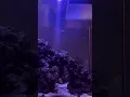 Boston - Reefers