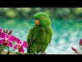 🐦 Beautiful Birdsongs & Soft Piano 🎹 Calm Nature Sounds for Deep Sleep, Relaxation & Stress Relief