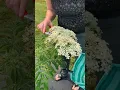 Lagu Making Medicine with Elderberry Flowers \u0026 Berries ~ Wild Muskoka