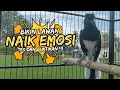 Download Lagu Suara Burung Kacer Bikin Lawan Emosi Gacor, Pancingan Kacer Agar Cepat Emosi Gacor