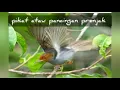 Download Lagu pikat prenjak ribut 99% jitu