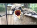 Lagu SUARA ANAKAN BURUNG CENDET MINTA LOLOH -