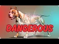 Why PIT BULLS are considered so DANGEROUS