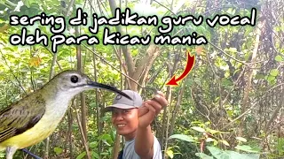 mikat burung pijantung di pinggir hutan pake pulut dan mp3
