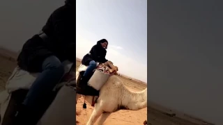ريم عبدالله تركب البعير وهي خائفه 
