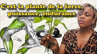 Si tu donnes cette plante à ton homme, il ne te laissera pas dormi de toute la nuit