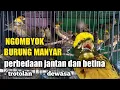 Download Lagu Cara Memilih dan Membedakan Burung Manyar Jantan Dan Betina Di ombyokan