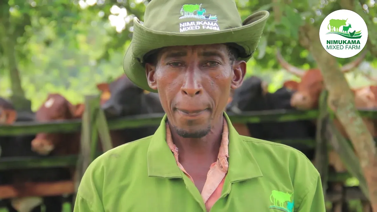 Routine cattle spraying — tick & parasite control