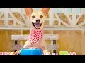Top 3 Dog-Friendly Restaurants in the Country